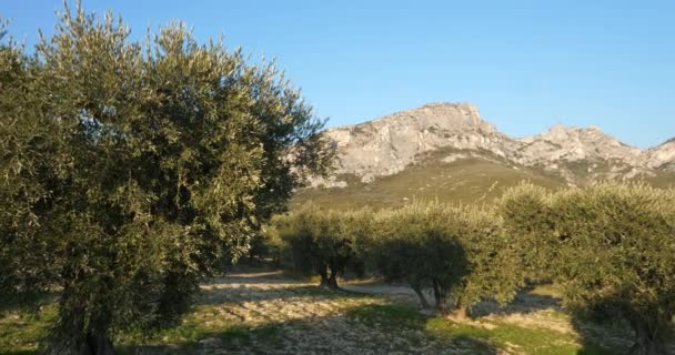 Biji Zaitun Les Civadieres Pegunungan Alpilles Provence Perancis — Stok Video
