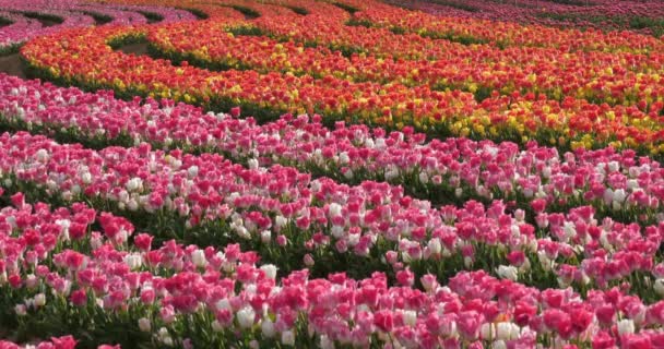 Campo Tulipanes Provenza Alpes Haute Provence Francia — Vídeo de stock