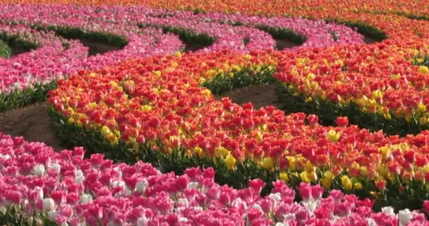 Campo Tulipani Provenza Alpes Haute Provence Francia — Video Stock