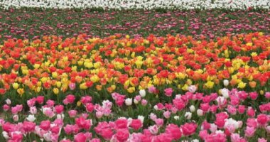 Provence 'deki lale tarlası, Alpes de Haute Provence, Fransa