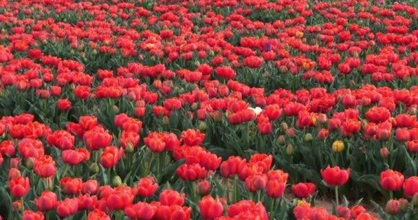 Pole Tulipanów Prowansji Alpes Haute Provence Francja — Wideo stockowe