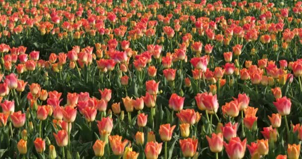 Campo Tulipanes Provenza Alpes Haute Provence Francia — Vídeo de stock