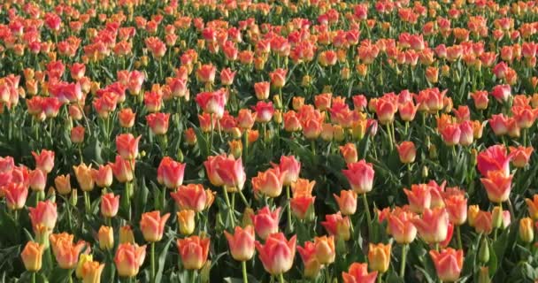 Tulpenfeld Der Provence Alpes Haute Provence Frankreich — Stockvideo