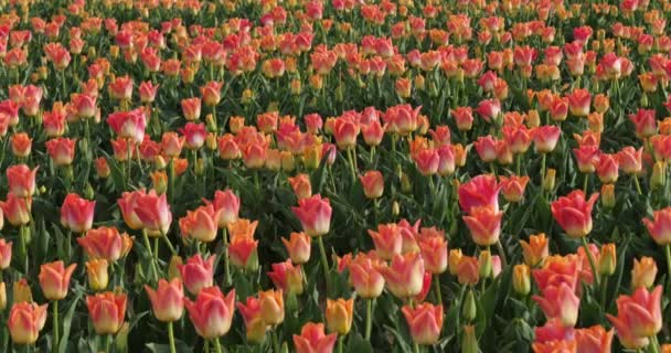 Campo Tulipanes Provenza Alpes Haute Provence Francia — Vídeo de stock
