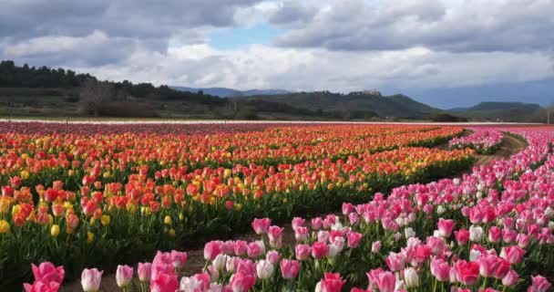 Тюльпаны Провансе Альпы Верхнего Прованса Франция — стоковое видео