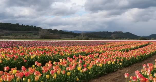 Campo Tulipanes Provenza Alpes Haute Provence Francia — Vídeos de Stock