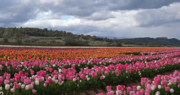 Tulpenfeld Der Provence Alpes Haute Provence Frankreich — Stockvideo