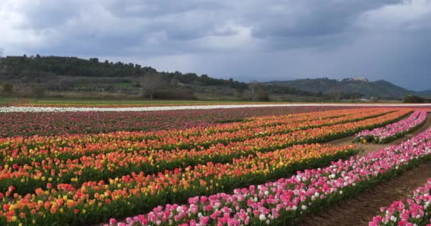 Tulipánové Pole Provence Alpes Haute Provence Francie — Stock video