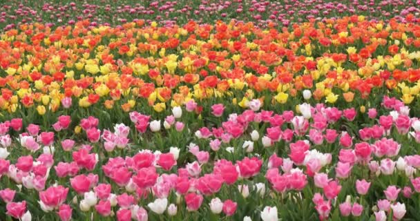 Campo Tulipanes Provenza Alpes Haute Provence Francia — Vídeo de stock