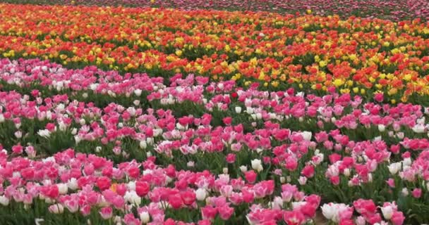 Тюльпаны Провансе Альпы Верхнего Прованса Франция — стоковое видео
