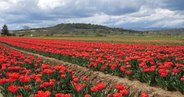 Campo Tulipanes Provenza Alpes Haute Provence Francia — Vídeo de stock