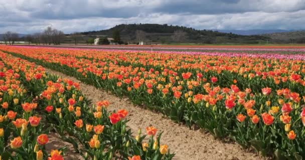 Campo Tulipani Provenza Alpes Haute Provence Francia — Video Stock