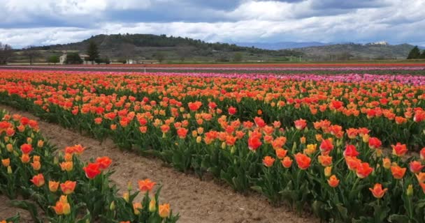 Tulipánové Pole Provence Alpes Haute Provence Francie — Stock video