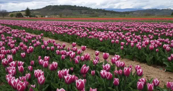 Tulpenfeld Der Provence Alpes Haute Provence Frankreich — Stockvideo