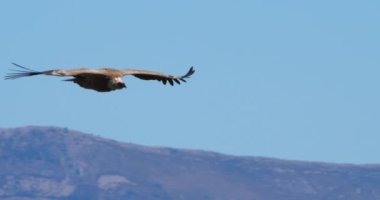 Griffon akbabası Verdon Boğazı üzerinde uçuyor, Alpes de Haute Provence, Fransa