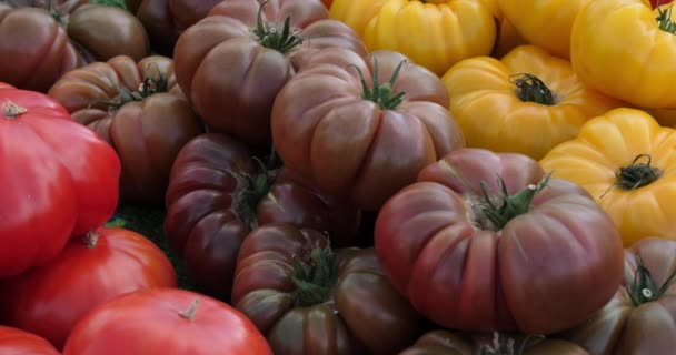 Variedades Tomates Velhos Barracas Mercado Sul França — Vídeo de Stock