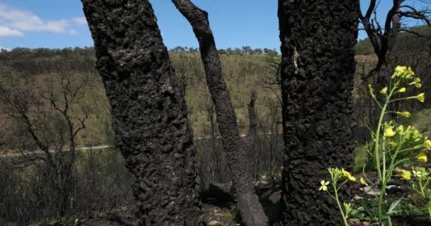 Burned Forest Massif Des Maores Provence Γαλλία — Αρχείο Βίντεο