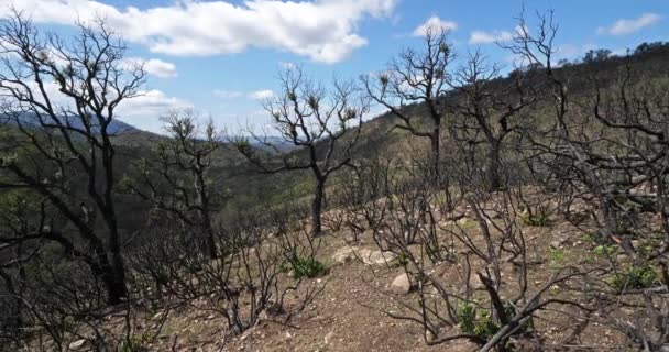 Burned Forest Massif Des Maores Provence Γαλλία — Αρχείο Βίντεο