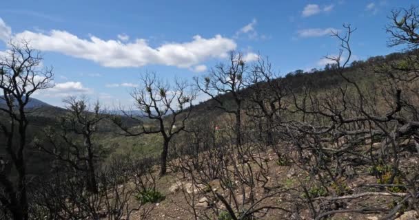 Burned Forest Massif Des Maures Provence França — Vídeo de Stock