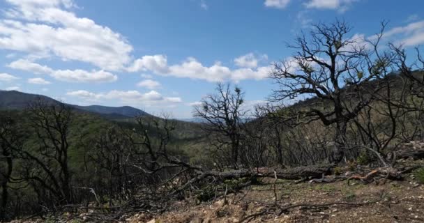Bosque Quemado Massif Des Maures Provenza Francia — Vídeos de Stock