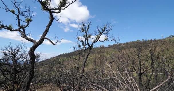 Burned Forest Massif Des Maures Provence França — Vídeo de Stock