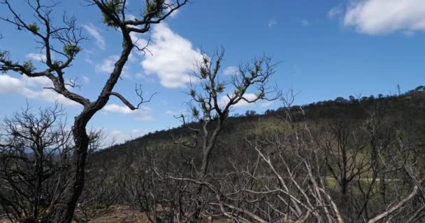 Verbrannter Wald Massif Des Maures Provence Frankreich — Stockvideo
