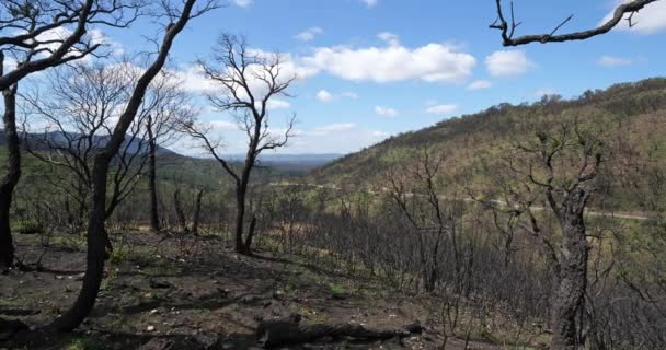 Bosque Quemado Massif Des Maures Provenza Francia — Vídeos de Stock