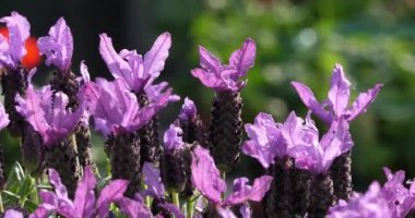 İspanyol lavantası ya da üstü lavanta, Lavandula stoechas.