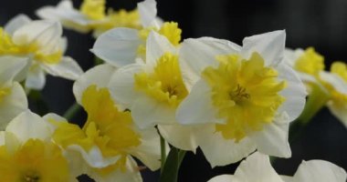 Narcissus. Çeşitli yaygın isimler: nergis, narsis ve Jonquil.