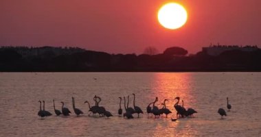 Fransa 'nın Camargue kentindeki le Grau du Roi' de kur yaparken pembe flamingolar.