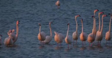 Fransa 'da Camargue' deki flört sırasında pembe flamingolar.