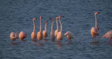 Fransa 'da Camargue' deki flört sırasında pembe flamingolar.