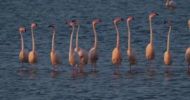 Fransa 'da Camargue' deki flört sırasında pembe flamingolar.