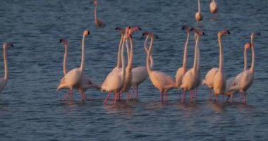 Fransa 'da Camargue' deki flört sırasında pembe flamingolar.