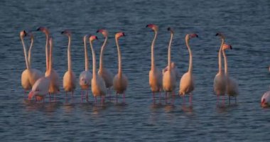 Fransa 'da Camargue' deki flört sırasında pembe flamingolar.