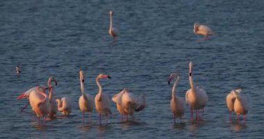 Fransa 'da Camargue' deki flört sırasında pembe flamingolar.