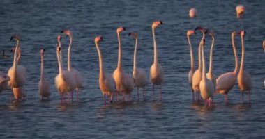Fransa 'da Camargue' deki flört sırasında pembe flamingolar.