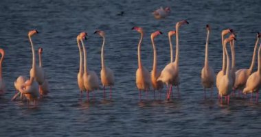 Fransa 'da Camargue' deki flört sırasında pembe flamingolar.