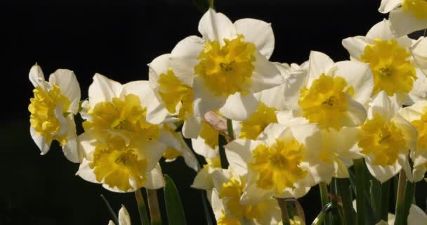 Narcissus Çeşitli Yaygın Isimler Nergis Narsis Jonquil — Stok video