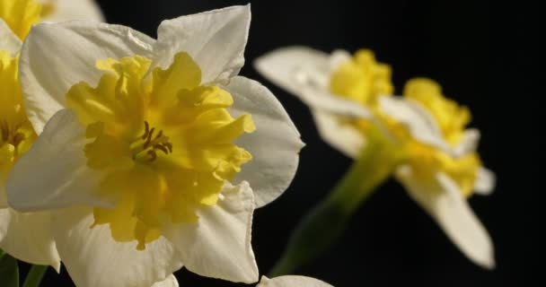 Narciso Vários Nomes Comuns Incluem Daffodil Narciso Jonquil — Vídeo de Stock