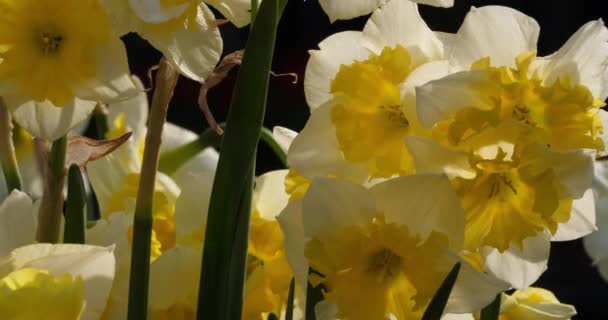 Narcissus Olika Vanliga Namn Inkluderar Påsklilja Narcissus Och Jonquil — Stockvideo