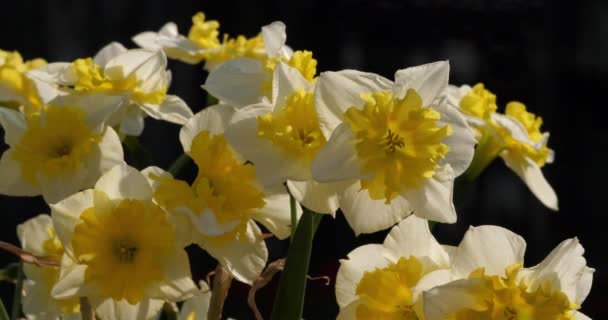 Νάρκισσος Διάφορες Κοινές Ονομασίες Περιλαμβάνουν Daffodil Narcissus Και Jonquil — Αρχείο Βίντεο
