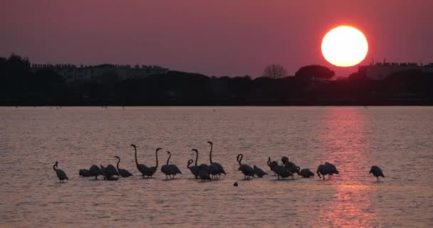 Różowe Flamingi Podczas Zalotów Grau Roi Camargue Francja — Wideo stockowe