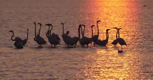 Flamencos Rosados Durante Cortejo Camarga Francia — Vídeos de Stock