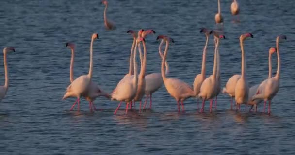 Rózsaszín Flamingók Udvarlás Során Camargue Franciaország — Stock videók