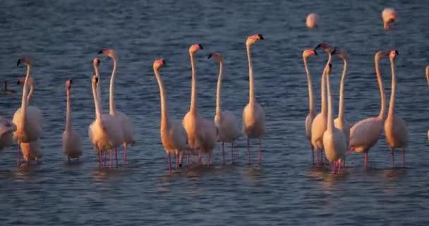 Flamencos Rosados Durante Cortejo Camarga Francia — Vídeo de stock