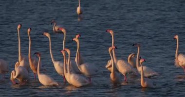 Fransa 'da Camargue' deki flört sırasında pembe flamingolar.
