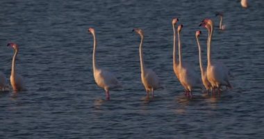 Fransa 'da Camargue' deki flört sırasında pembe flamingolar.