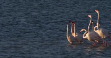 Fransa 'da Camargue' deki flört sırasında pembe flamingolar.