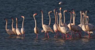 Fransa 'da Camargue' deki flört sırasında pembe flamingolar.
